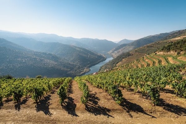 Comment découvrir les traditions viticoles de la vallée du Douro au Portugal ?