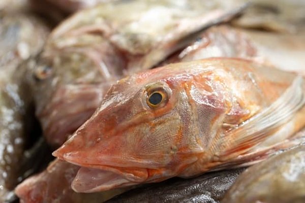 Comment découvrir les marchés aux poissons traditionnels au Japon?