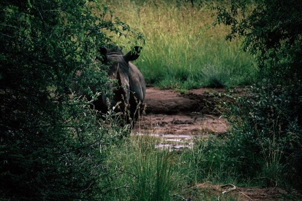 Comment planifier une croisière pour explorer les réserves de faune sauvage en Afrique de l'Est?